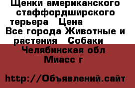 Щенки американского стаффордширского терьера › Цена ­ 20 000 - Все города Животные и растения » Собаки   . Челябинская обл.,Миасс г.